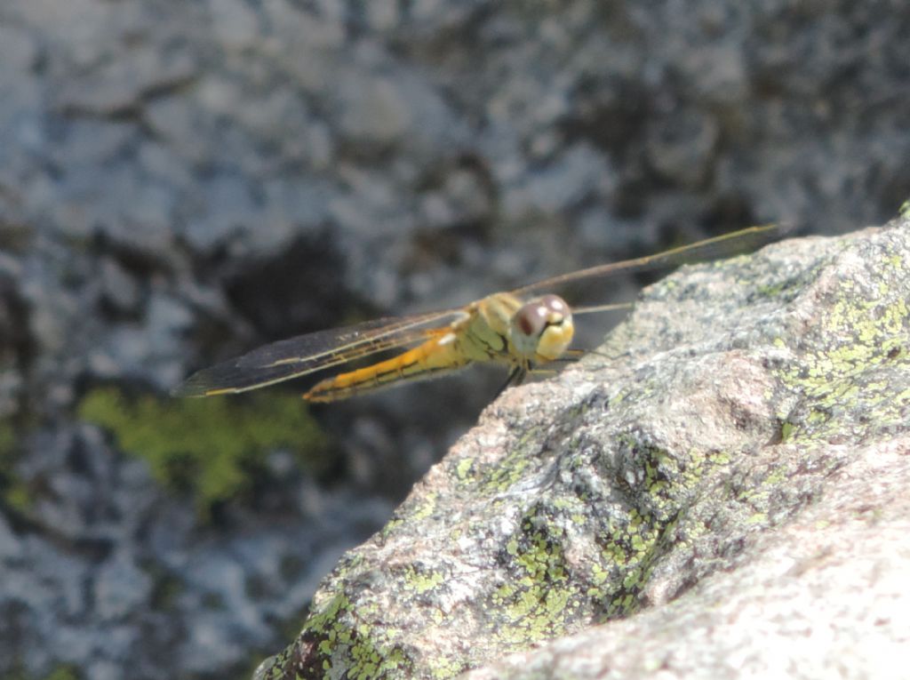 Sympetrum fonscolombii d''alta quota