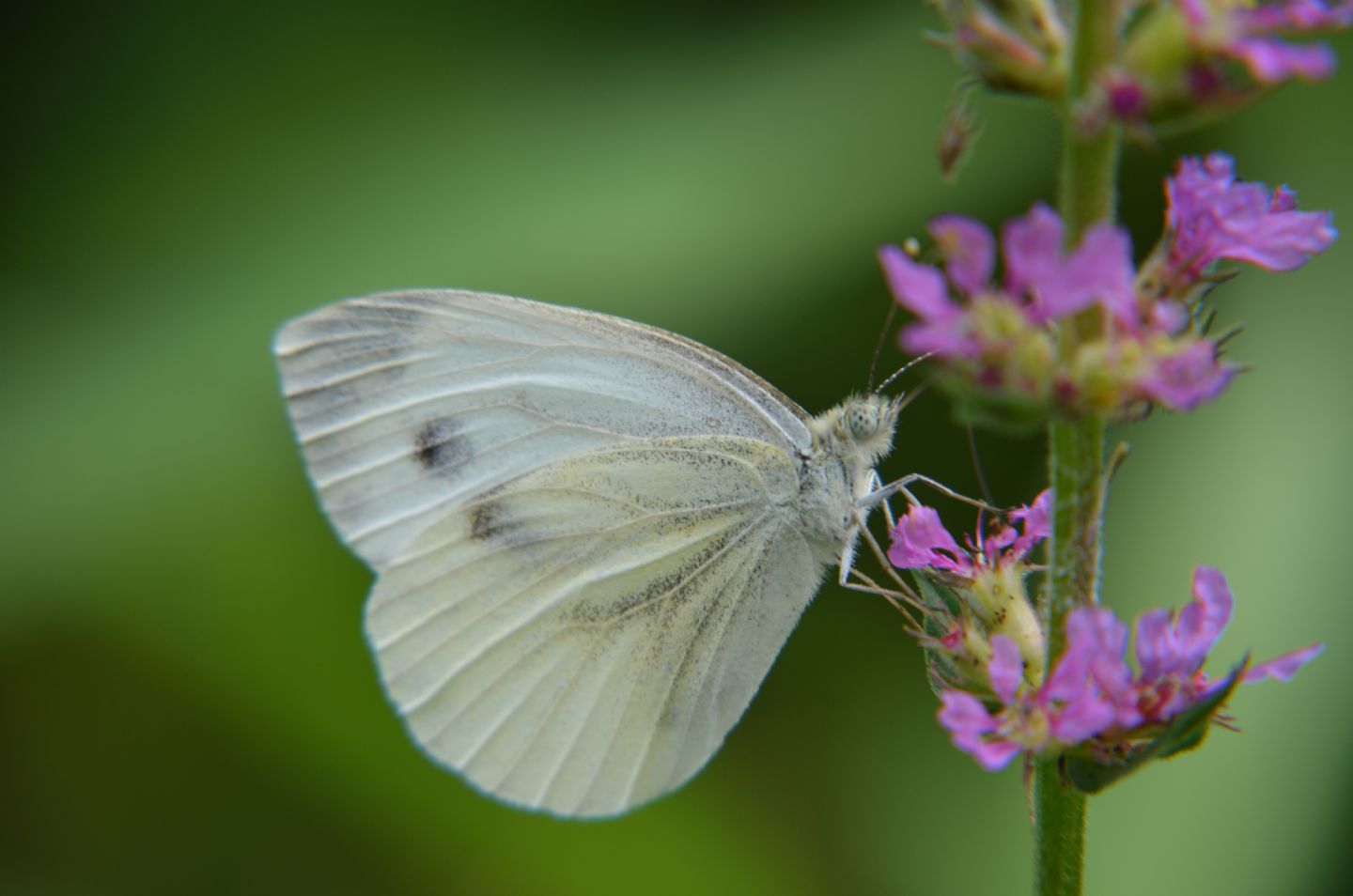 Pieris napi?