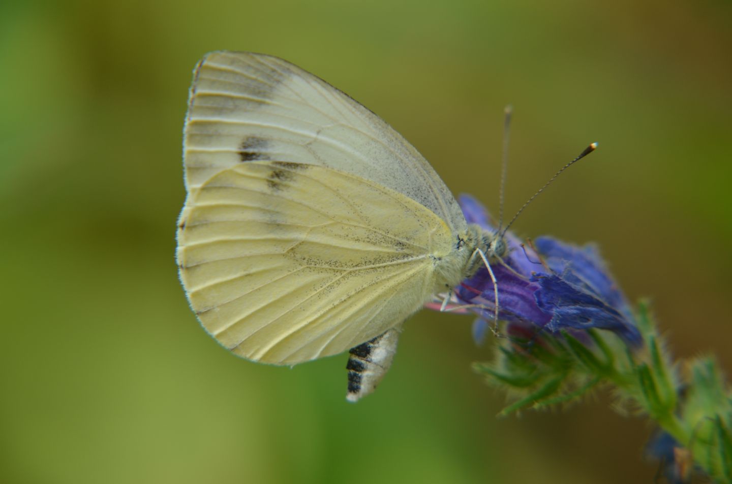 Pieris napi?