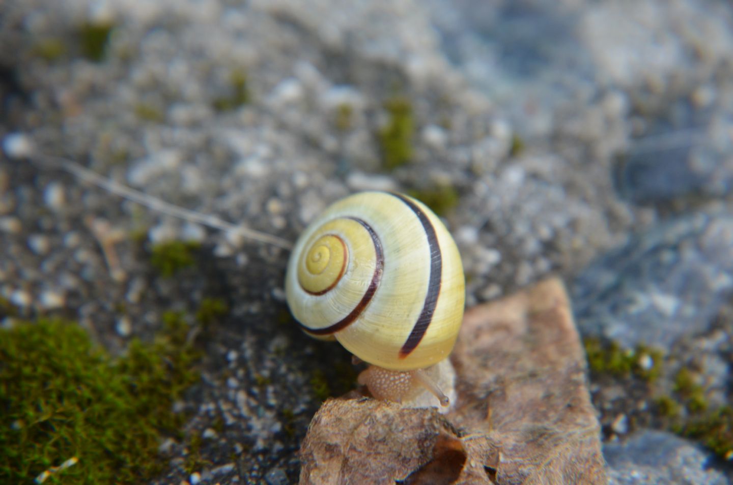 giovane Cepaea nemoralis?