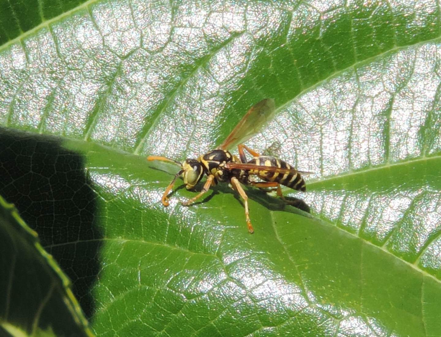 Polistes dominula? strano comportamento