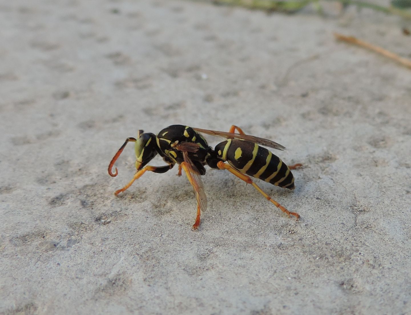 Polistes dominula? strano comportamento