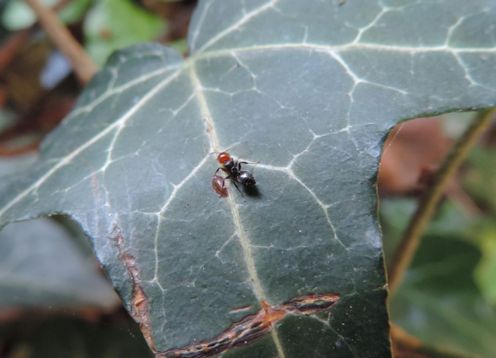 Formica fusca?