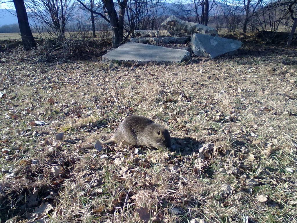 Vita da Nutria....