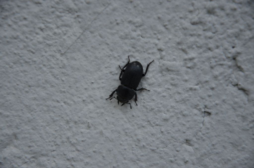 Dorcus parallelepipedus (Lucanidae)