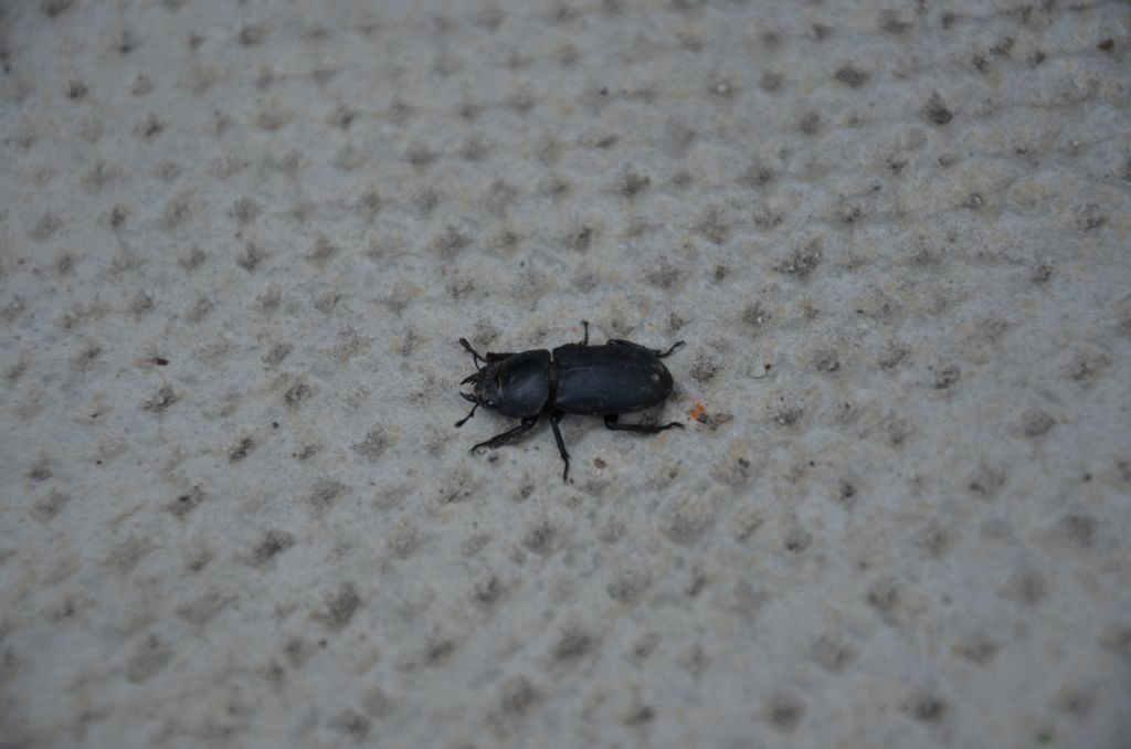 Dorcus parallelepipedus (Lucanidae)