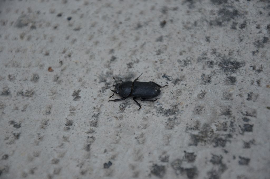 Dorcus parallelepipedus (Lucanidae)