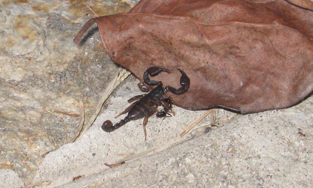 Euscorpius sp. dal Piemonte