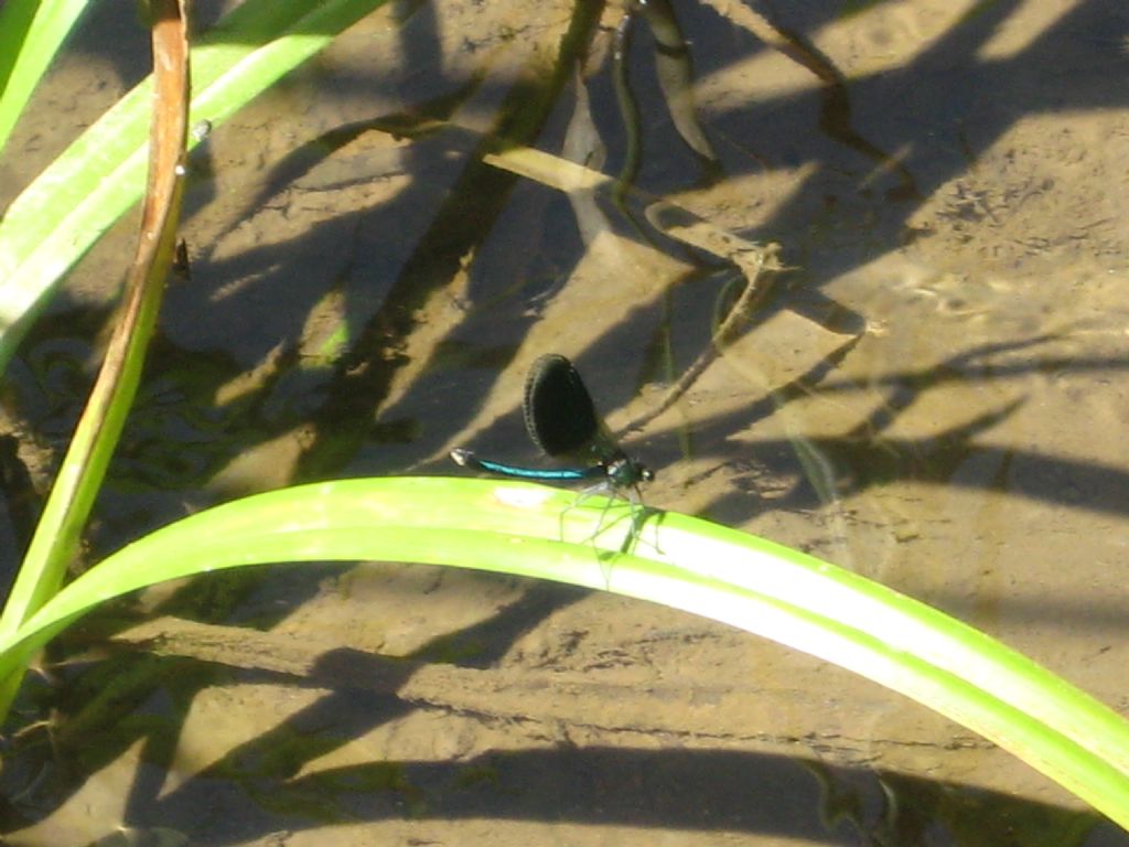 Calopteryx sp.