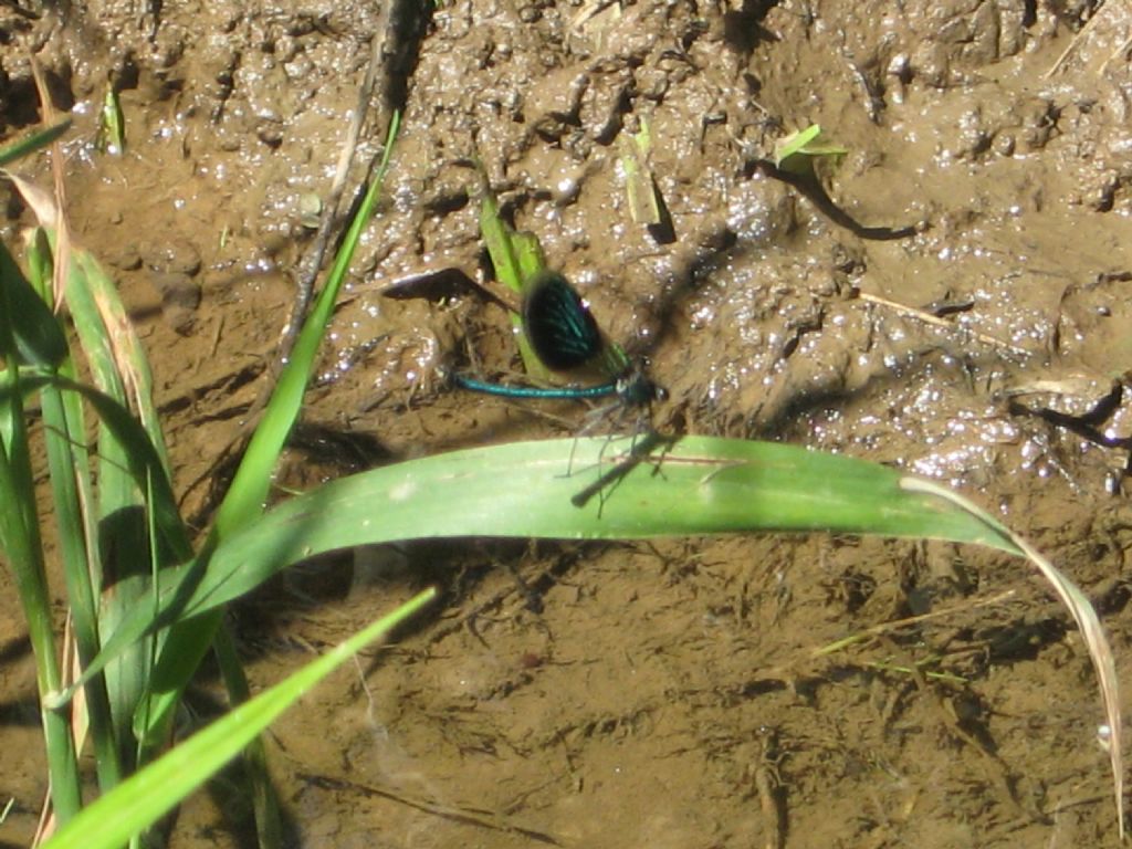 Calopteryx sp.