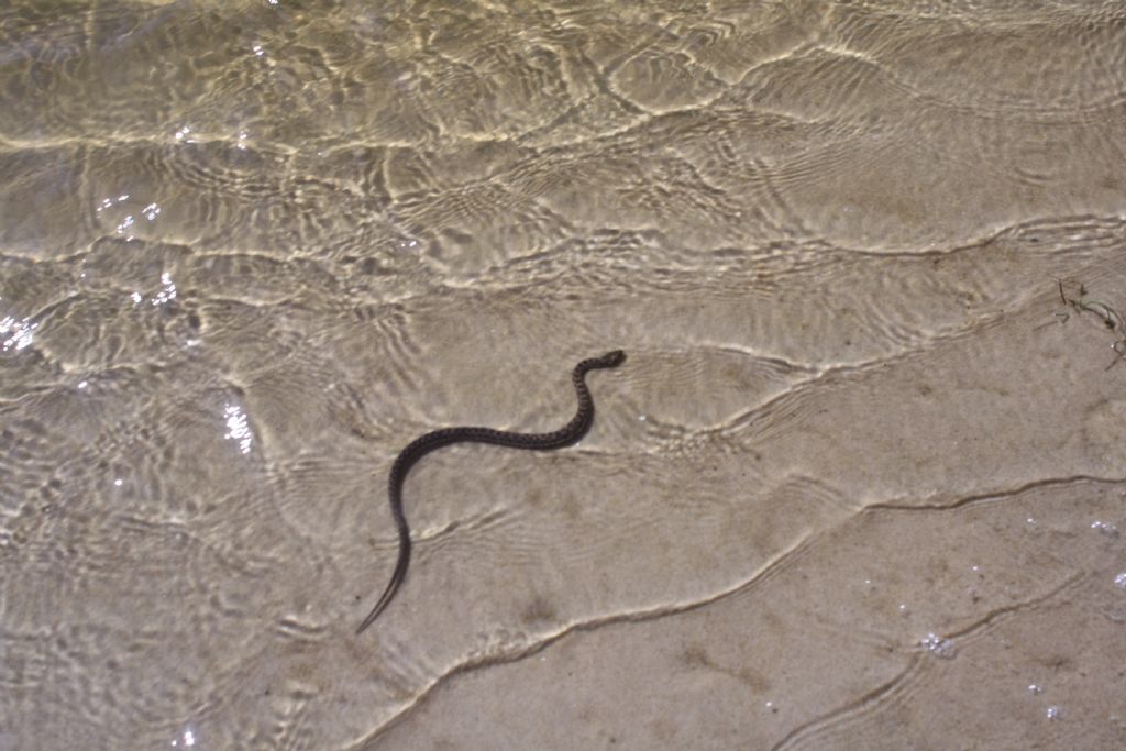 Serpente in acqua salmastra da identificare ( Natrix maura )