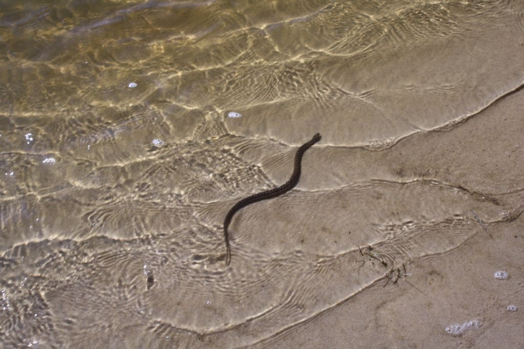 Serpente in acqua salmastra da identificare ( Natrix maura )