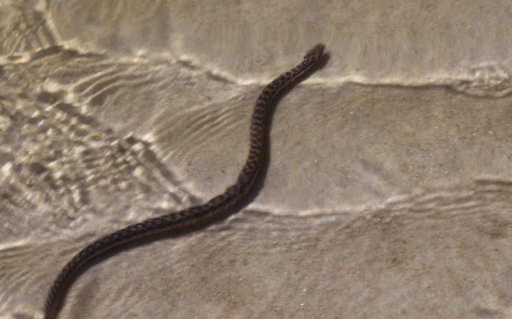 Serpente in acqua salmastra da identificare ( Natrix maura )