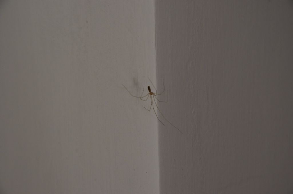 Pholcus phalangioides - Magliano Alfieri (CN)