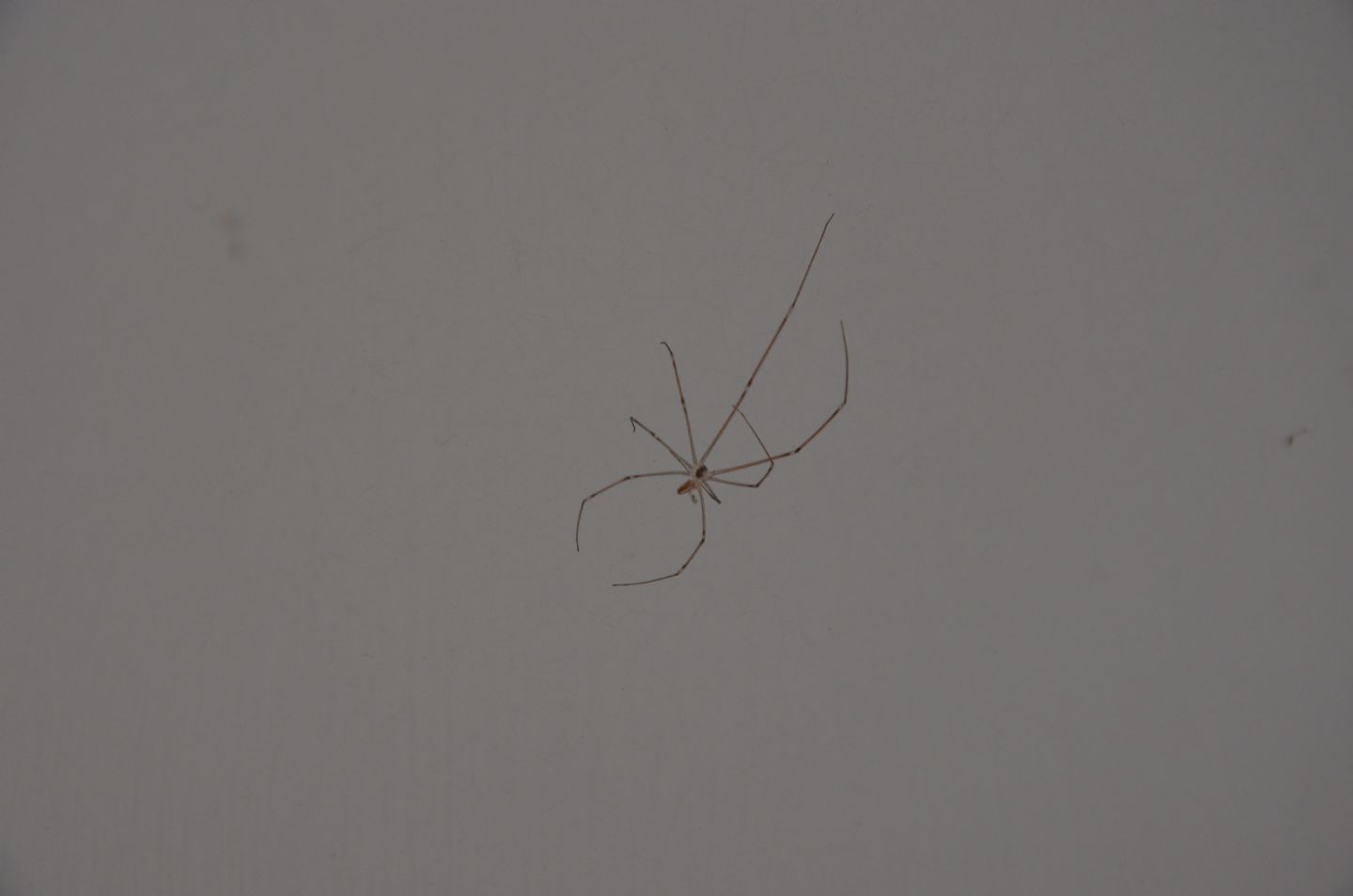 Pholcus phalangioides - Magliano Alfieri (CN)