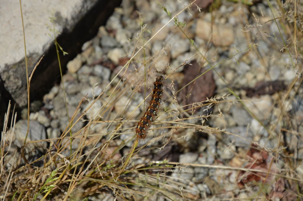 bruco da identificare