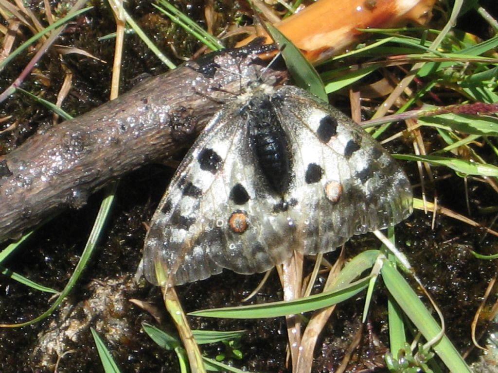 parnassius apollo?