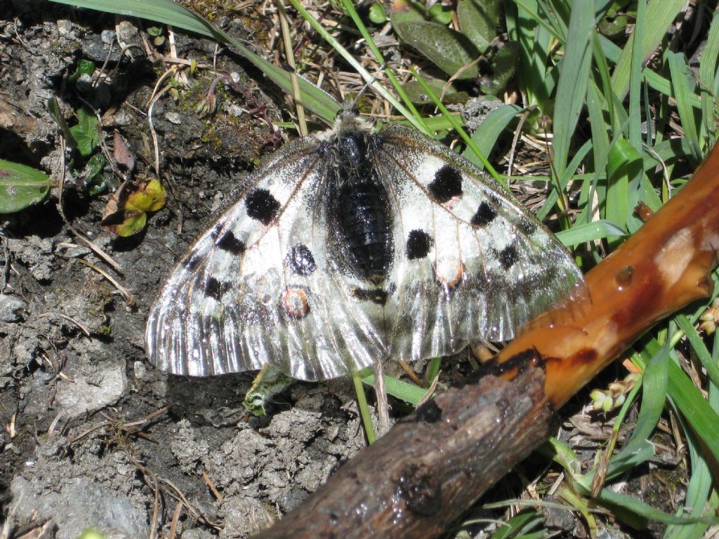 parnassius apollo?