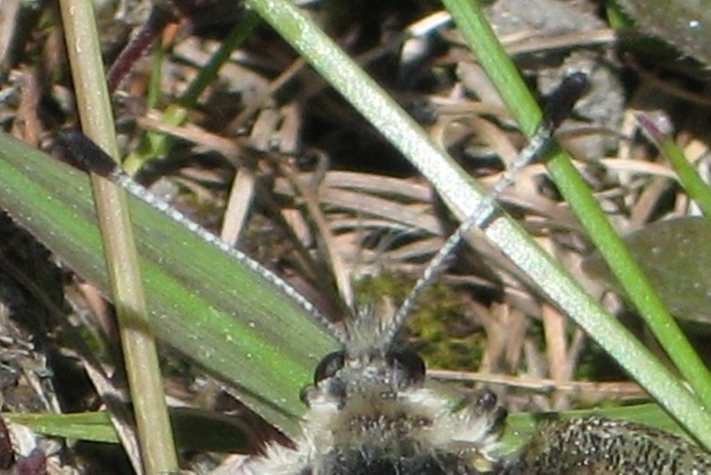 parnassius apollo?