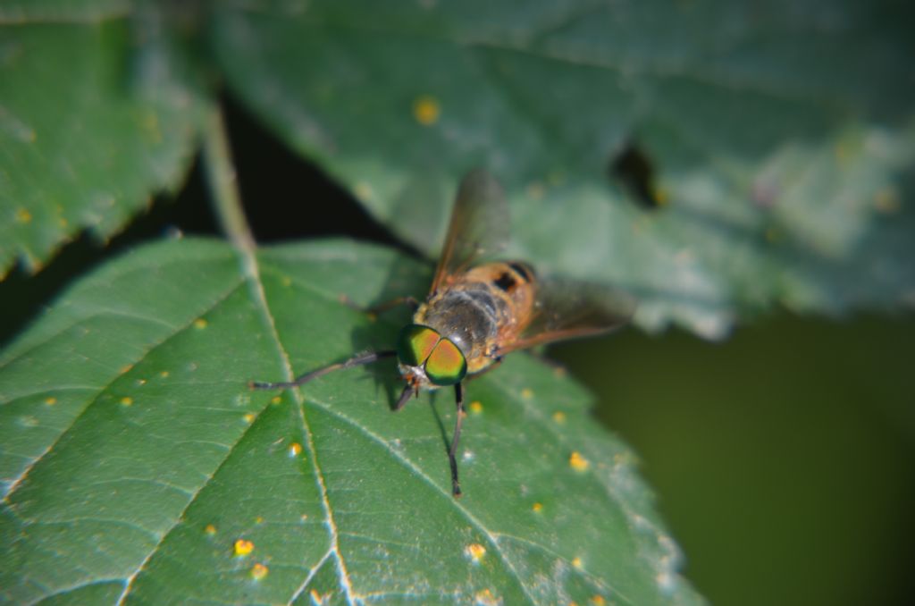 philipomyia aprica?