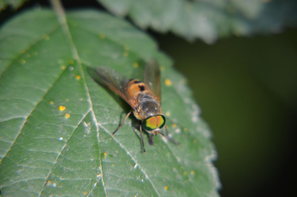 philipomyia aprica?