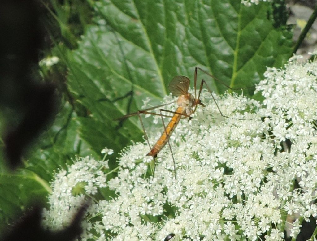 grosso tipulide da identificare