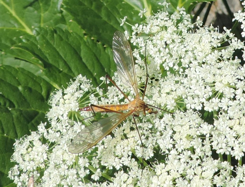 grosso tipulide da identificare