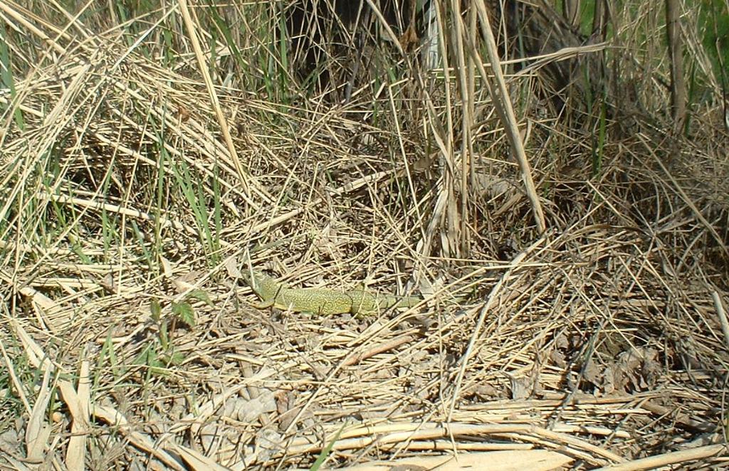 Lacerta viridis?  molto gialla..