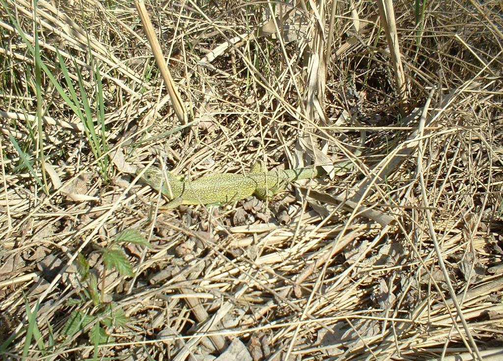 Lacerta viridis?  molto gialla..