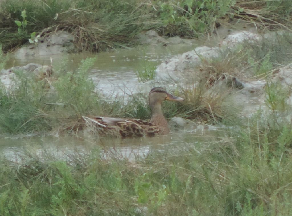 anatra da identificare