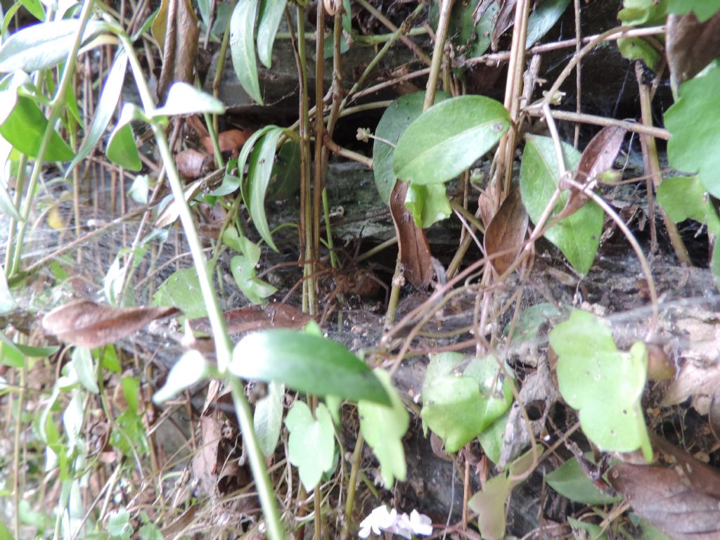 Tegenaria sp. - Josselin