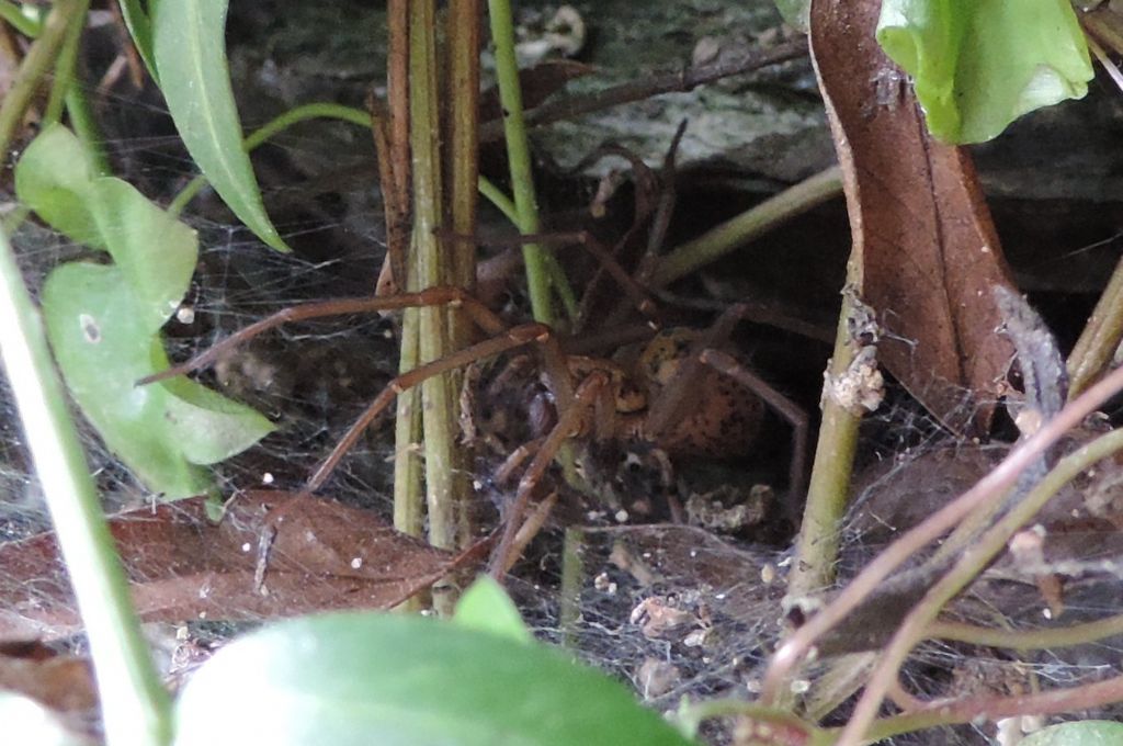 Tegenaria sp. - Josselin