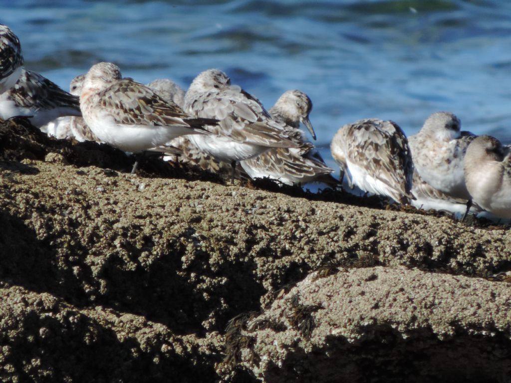 Calidris da determinare