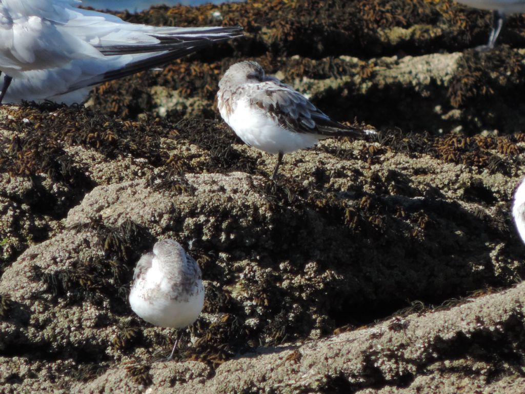 Calidris da determinare