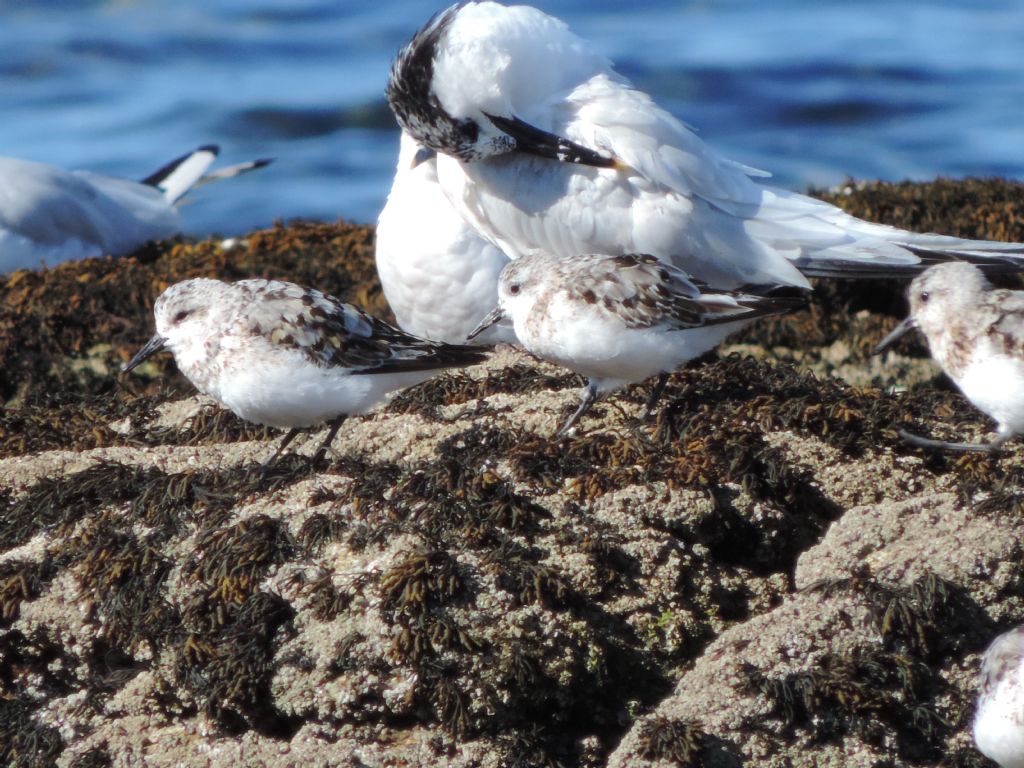 Calidris da determinare