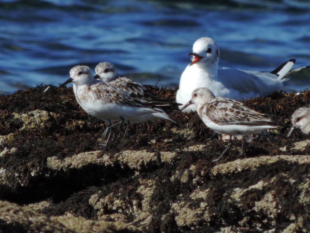 Calidris da determinare