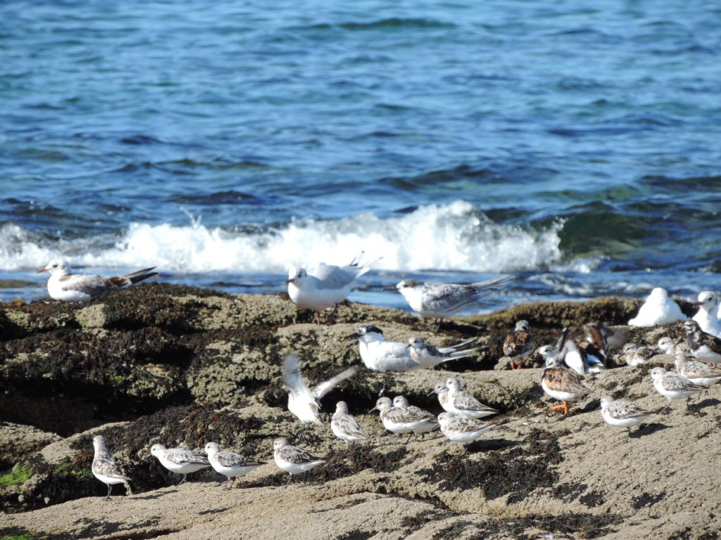 Calidris da determinare