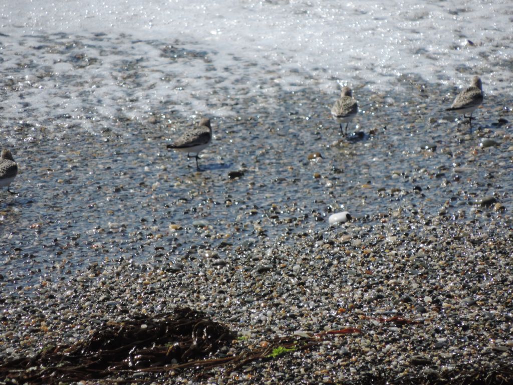 Calidris da determinare