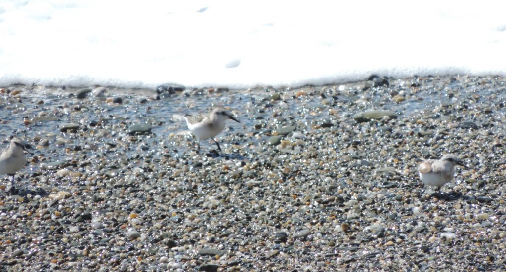 Calidris da determinare