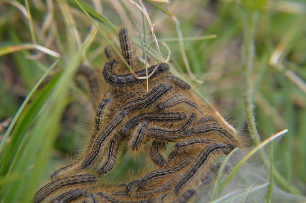 bruchi di Malacosoma catrense?