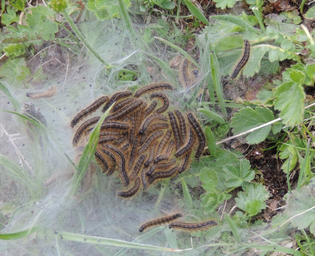 bruchi di Malacosoma catrense?