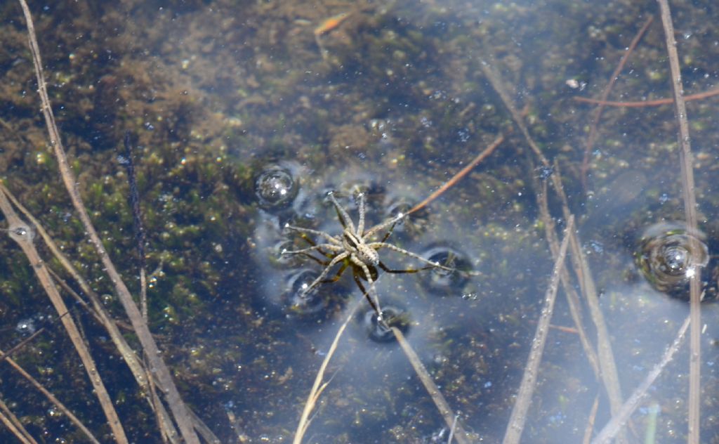 Pardosa sp. - Valsaveranche (AO)