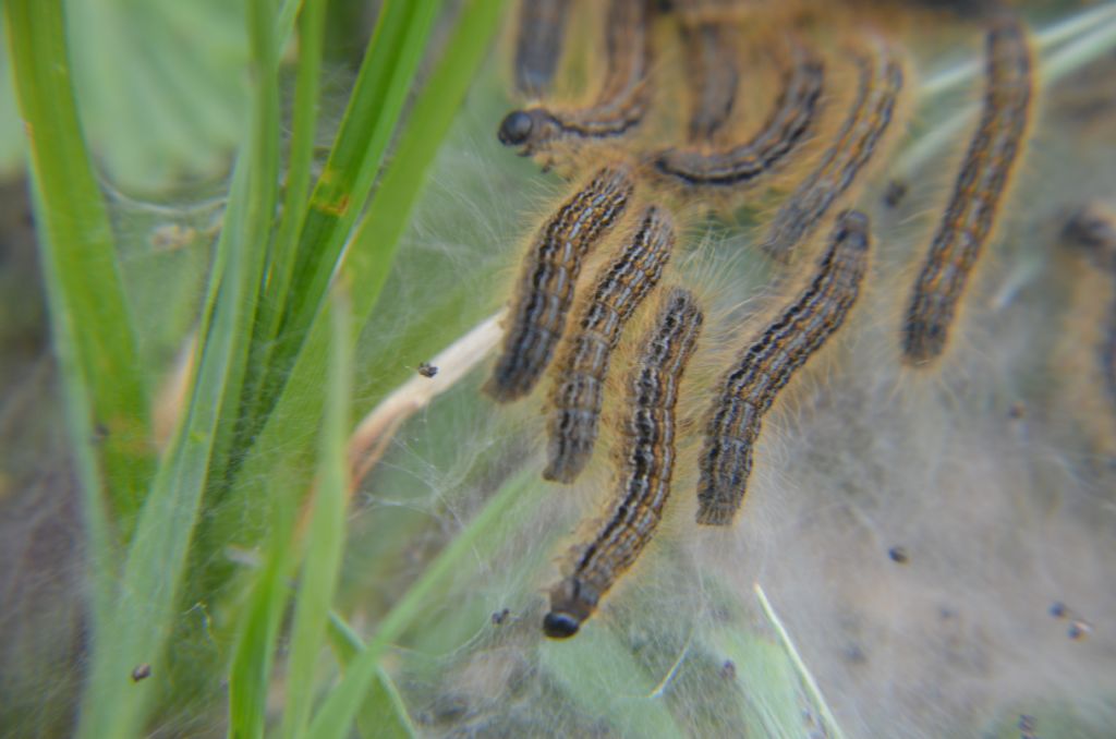 bruchi di Malacosoma catrense?