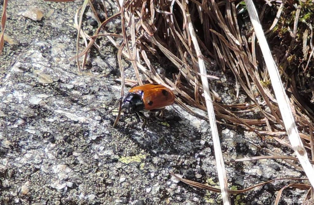 Clytra quadripunctata (cf.)