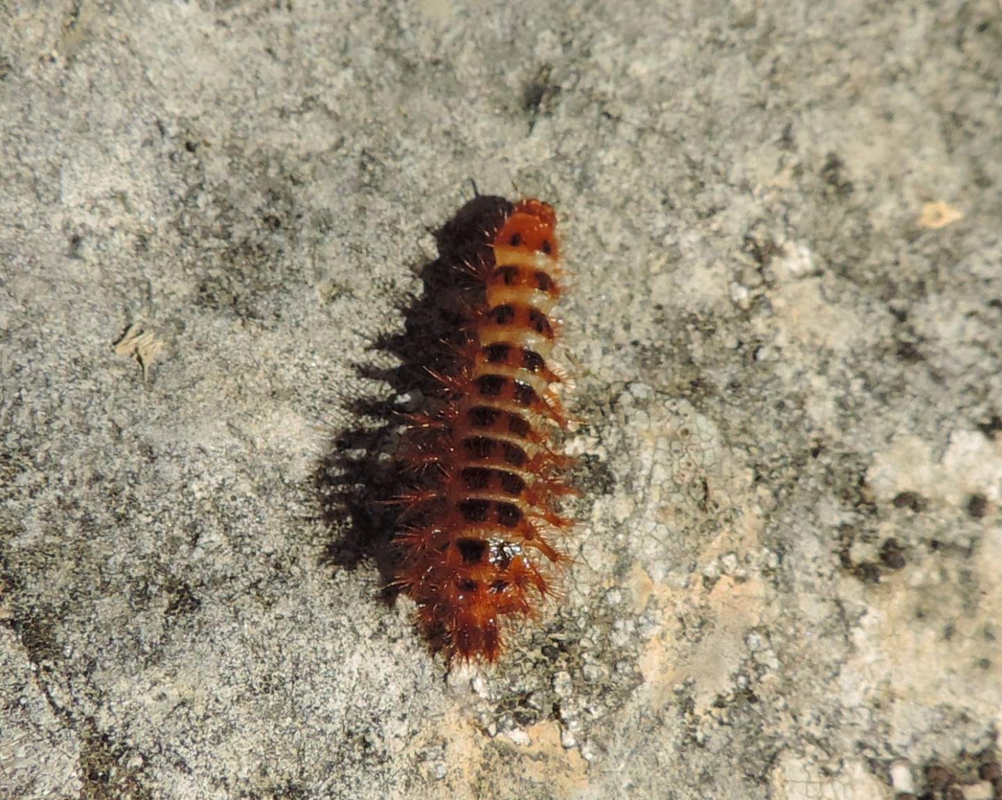 Larva di Drilus flavescens, Drilidae