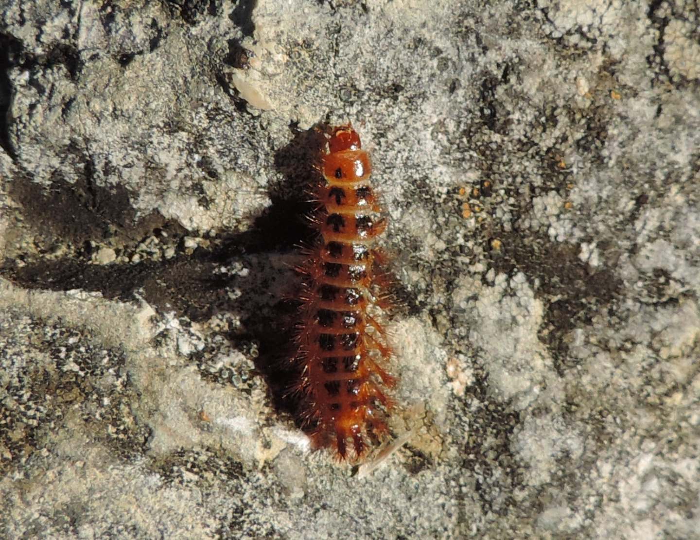 Larva di Drilus flavescens, Drilidae