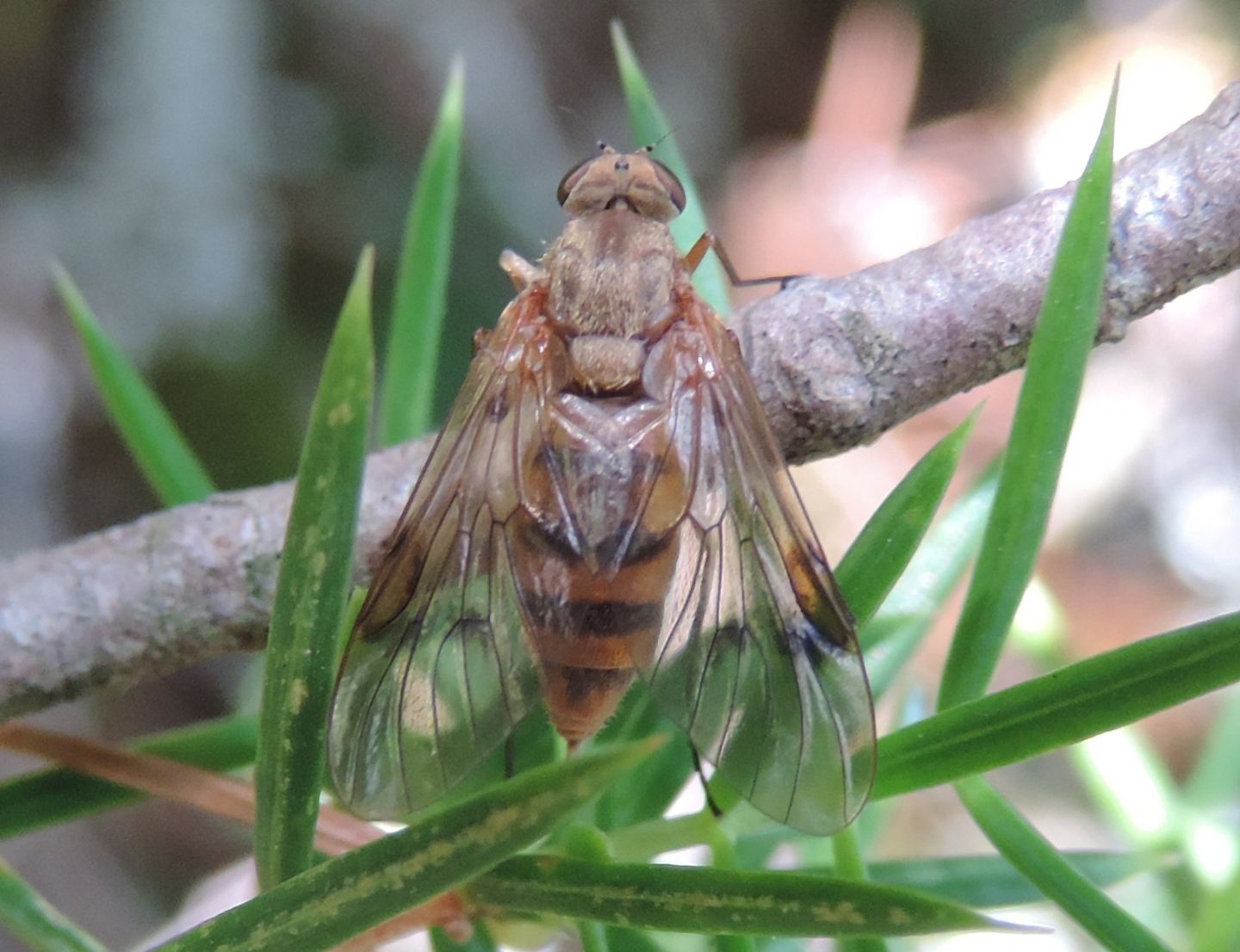 Dittero simil-ape: Femmina di Rhagio sp.