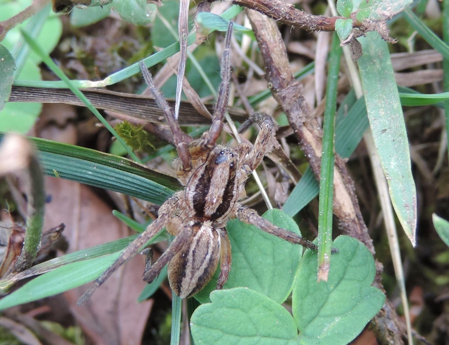 Alopecosa cuneata - Val Fondillo (AQ)