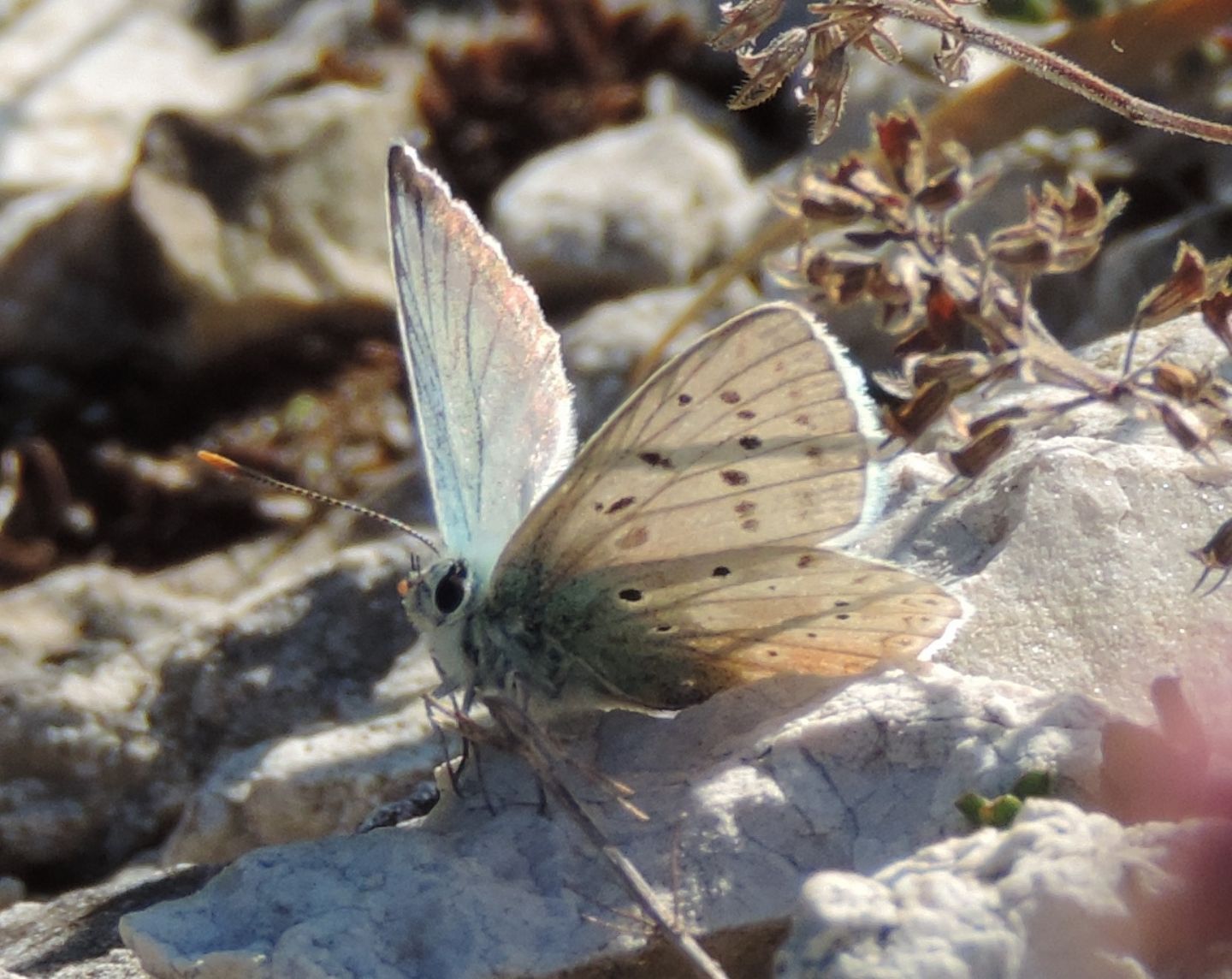 Licenide da identificare