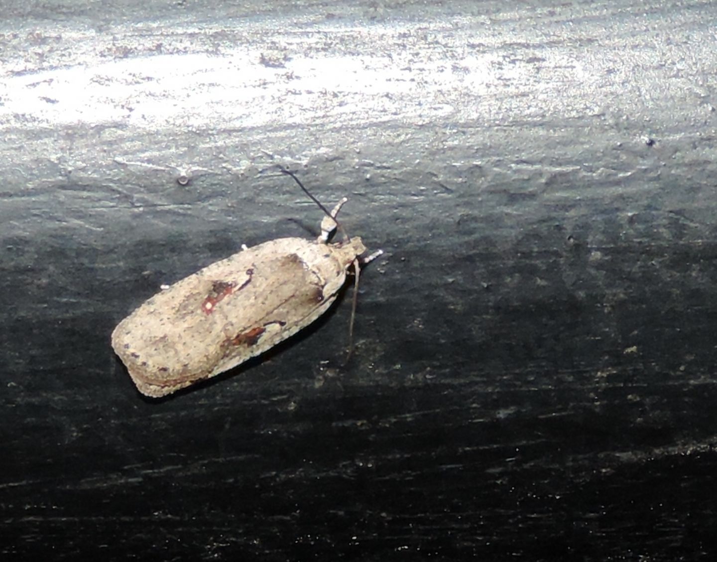 Tortricidae? Probabile Agonopterix ocellata (Elachistidae)